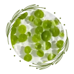 Centella Asiatica (Cica)