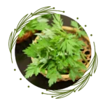 Mugwort